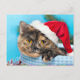 Tortoiseshel Cat Spint-fect Holiday Season Feestdagenkaart