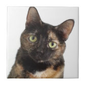 Tortoiseshel Cat Tegeltje (Voorkant)