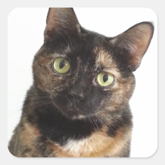 Tortoiseshel Cat Vierkante Sticker