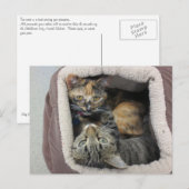 Tortoiseshel en tabby Cats Briefkaart (Voorkant / Achterkant)
