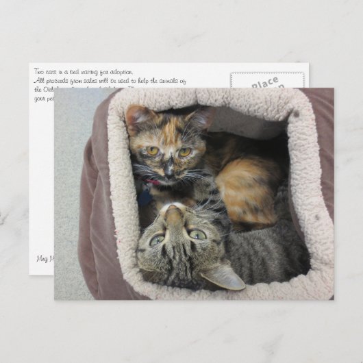 Tortoiseshel en tabby Cats Briefkaart (Voorkant / Achterkant)