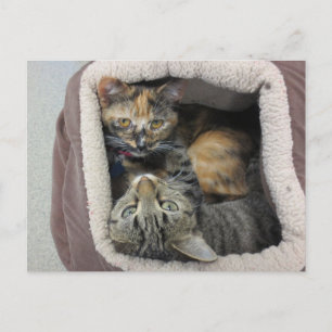 Tortoiseshel en tabby Cats Briefkaart