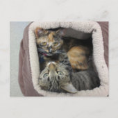 Tortoiseshel en tabby Cats Briefkaart (Voorkant)