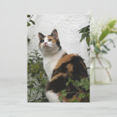 Tortoiseshel en witte kat (Staand voorkant)