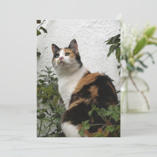 Tortoiseshel en witte kat (Staand voorkant)
