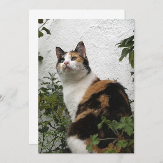 Tortoiseshel en witte kat (Voorkant / Achterkant)