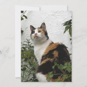 Tortoiseshel en witte kat