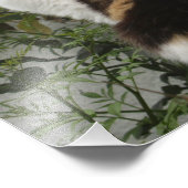 Tortoiseshel en witte kat foto afdruk (Hoek)