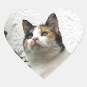 Tortoiseshel en witte kat hart sticker