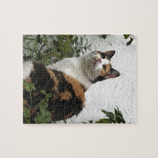 Tortoiseshel en witte kat legpuzzel (Horizontaal)