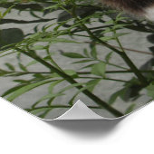 Tortoiseshel en witte kat poster (Hoek)