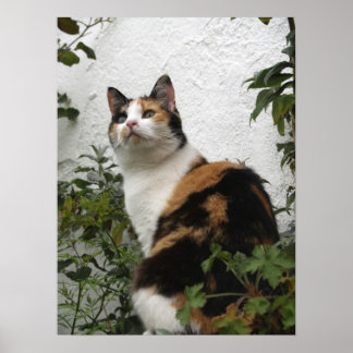 Tortoiseshel en witte kat poster
