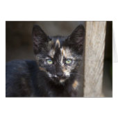 Tortoiseshel Kitten (Voorkant Horizontaal)
