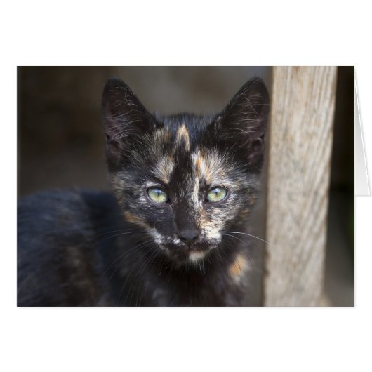 Tortoiseshel Kitten (Voorkant Horizontaal)