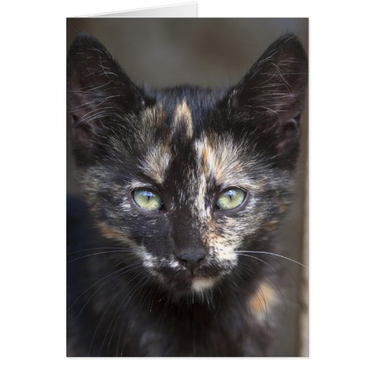 Tortoiseshel Kitten (Voorkant)