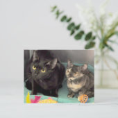Tortoiseshel Kitten/Black Cat Briefkaarten (Staand voorkant)