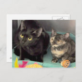 Tortoiseshel Kitten/Black Cat Briefkaarten (Voorkant / Achterkant)