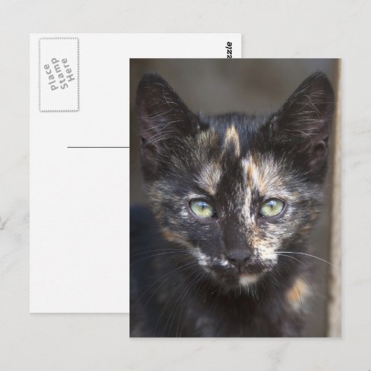 Tortoiseshel Kitten Briefkaart (Voorkant / Achterkant)