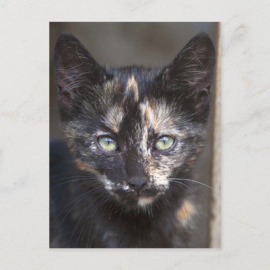 Tortoiseshel Kitten Briefkaart (Voorkant)