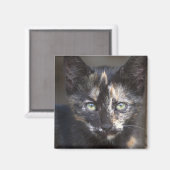 Tortoiseshel Kitten Magneet (Voorkant / Achterkant)