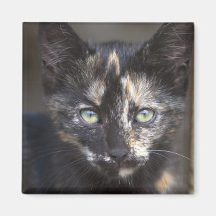 Tortoiseshel Kitten Magneet