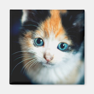 Tortoiseshel kitten magneet