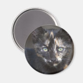 Tortoiseshel Kitten Magneet (Voorkant / Achterkant)