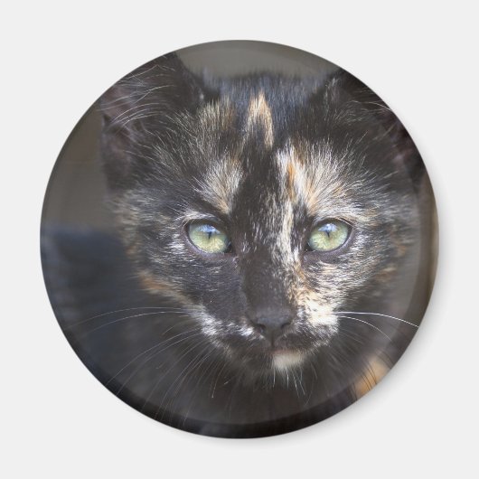 Tortoiseshel Kitten Magneet (Voorkant)