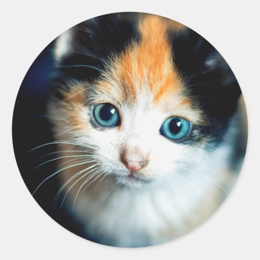 Tortoiseshel kitten ronde sticker (Voorkant)