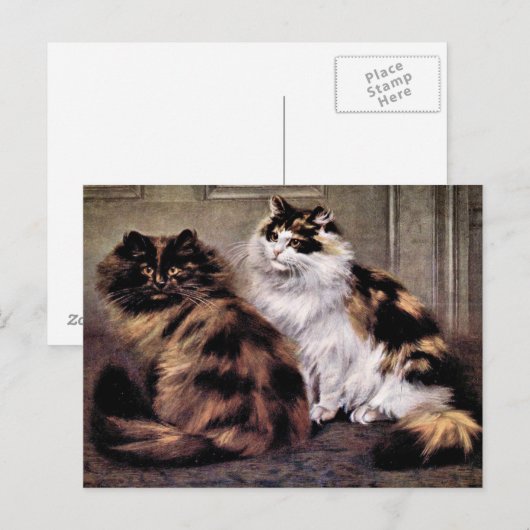 Tortoiseshel Perzische Katten Kunst Briefkaart (Voorkant / Achterkant)