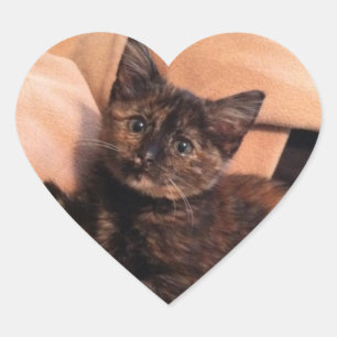 Tortoiseshel, Tortie, Tortie Kitten, Kitten, Cat, Hart Sticker