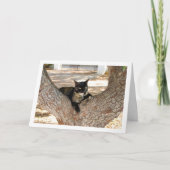 Tortoiseshell Kat in Boom Kaart (Voorkant)