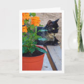 Tortoiseshell Kat met Firecracker Bloemen Kaart (Voorkant)