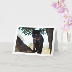 Tortoiseshell Kitten in Tree Kaart