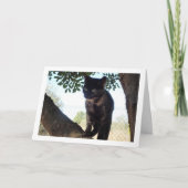 Tortoiseshell Kitten in Tree Kaart (Voorkant)