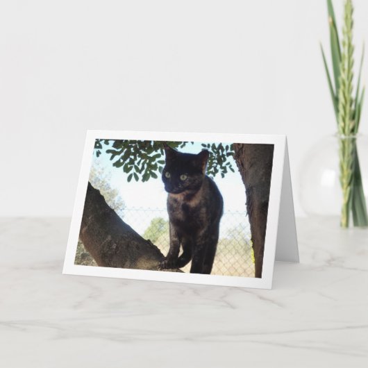 Tortoiseshell Kitten in Tree Kaart (Voorkant)