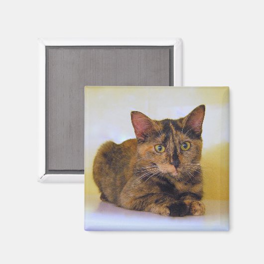 Tortoiseshell Kitten Magnet (Voorkant / Achterkant)
