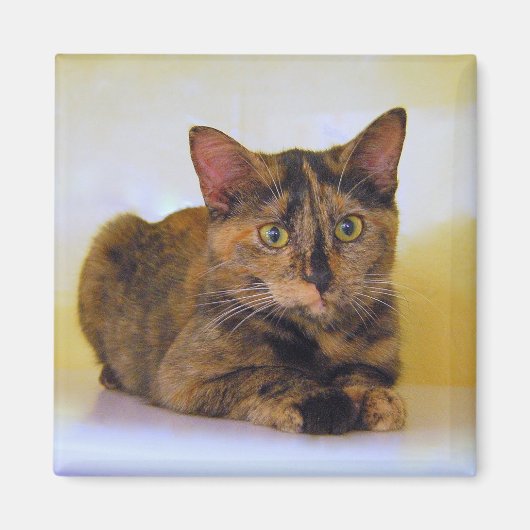 Tortoiseshell Kitten Magnet (Voorkant)