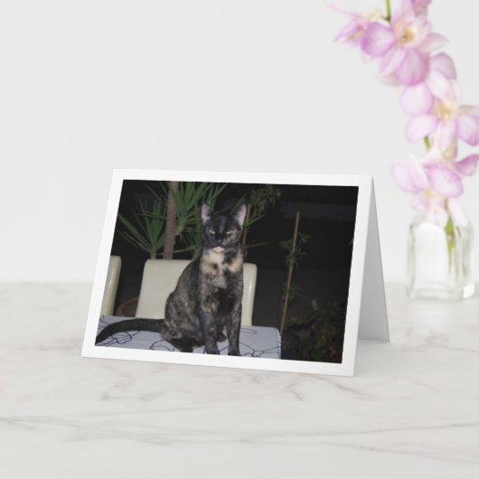 Tortoiseshell Kitten op tafel Kaart (Orchidee)