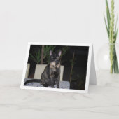 Tortoiseshell Kitten op tafel Kaart (Voorkant)