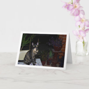 Tortoiseshell Kitten op tafel Kaart