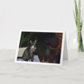 Tortoiseshell Kitten op tafel Kaart (Voorkant)