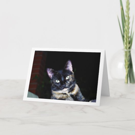 Tortoiseshell Kitten Portret Kaart (Voorkant)