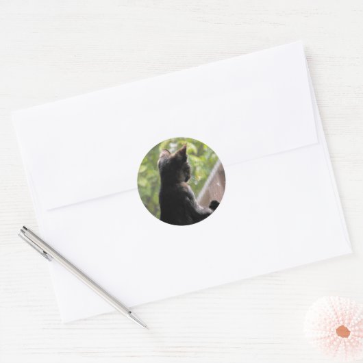 Tortoiseshell Kitten Sticker (Envelop)
