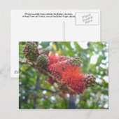 Tortola Flowers Briefkaart (Voorkant / Achterkant)