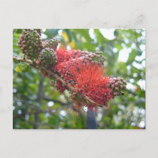 Tortola Flowers Briefkaart (Voorkant)
