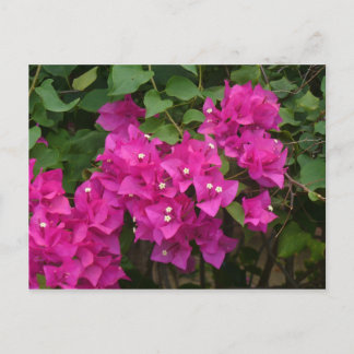 Tortola Flowers Briefkaart