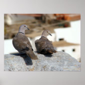 Tórtolas in Betancuria. Fuerteventura. Poster (Voorkant)