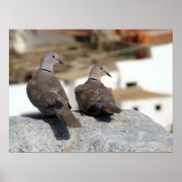 Tórtolas in Betancuria. Fuerteventura.