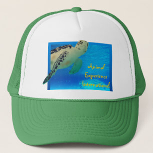 Tortuga Pet